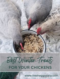 two birds eating out of a bowl with the words best winter treats for your chickens