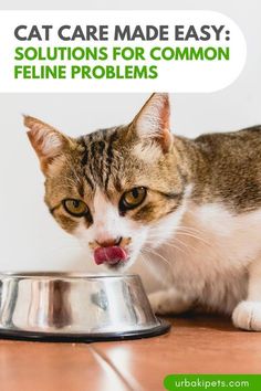 a cat eating out of a bowl with the caption saying, cat care made easy solution for common feline problems