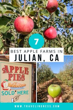 the best apple farms in julian, ca