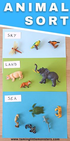 an animal sort is shown with different animals