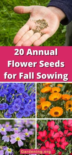 several different flowers with the words 20 annual flower seeds for fall sowing