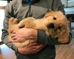 a man holding a puppy in his arms