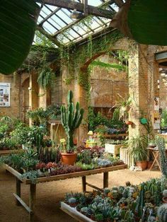 an indoor garden with lots of plants and potted plants in the center, including cacti and succulents