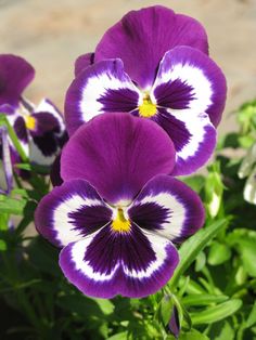 purple and white pansies are growing in the garden, ready to be picked up