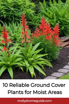 some red flowers and green plants in the grass with text overlay that reads 10 reliable ground cover plants for most areas