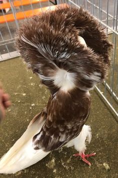 a brown and white bird standing on top of a floor next to a metal cage