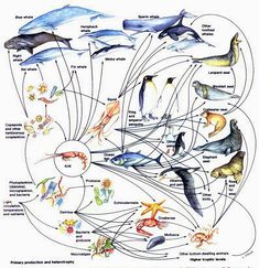 an image of marine animals and their names in the diagram above it is a poster