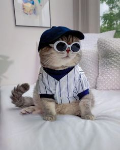 a cat wearing sunglasses and a baseball uniform sitting on a bed with pillows in the background