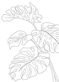 Monstera Plant Line Art, Monstera Leaf Line Art, Monstera Leaf Sketch, Monstera Line Drawing, Line Art Drawings Plants, Monstera Painting Acrylic, Monstera Leaves Tattoo, Monstera Deliciosa Drawing, Monstera Leaves Drawing