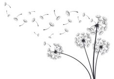 a dandelion blowing in the wind on a white background