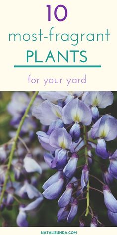 purple flowers with the words 10 most - fragrant plants for your yard on it