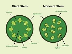 Biology Aesthetic, Anaerobic Respiration, Campbell Biology, Plant Biology, How Draw, Mustard Plant, Plant Structure, Flat Art