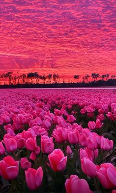 a field full of pink tulips under a colorful sky