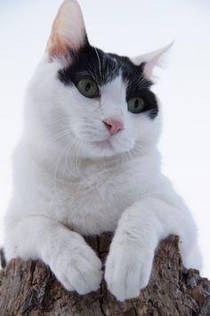 a black and white cat sitting on top of a tree stump looking at the camera