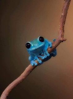 Blue Frog, Pet Frogs, Ground Squirrel, Frog Illustration, Frog Pictures, Frog Tattoos, Rainforest Animals, Cute Reptiles, Wildlife Photographer