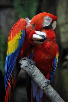 two colorful parrots sitting on top of a tree branch next to eachother