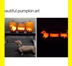 Source by JJonajetplane... Meme Pumpkin, Pumpkin Meme, Beautiful Pumpkins, Very Cute Dogs, November 1st, Memes Of The Day, Pumpkin Art, Funny Animal Memes