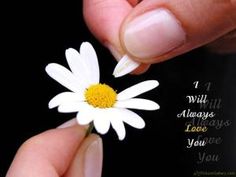 a hand holding a tiny white flower with the words i will always love you on it