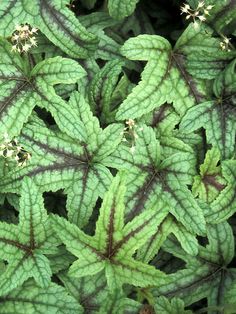 green leaves with small white flowers on them