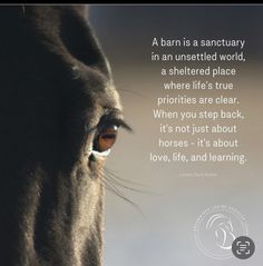 a close up of a horse's face with a quote about horses and learning