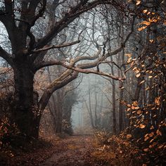 a path in the middle of a forest with trees and leaves on both sides, surrounded by fog