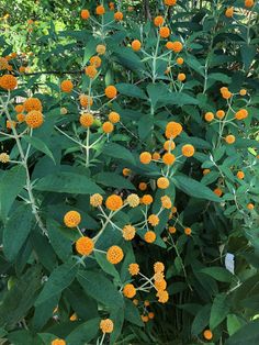 an orange plant with lots of yellow flowers