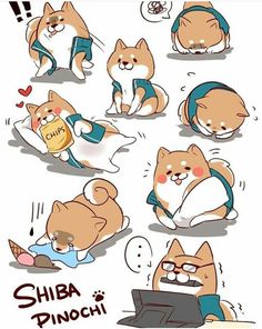 an image of cats doing different things in the same place with caption that reads, shiba pinochi