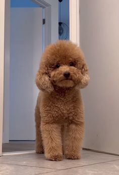 a brown poodle sitting in front of a door