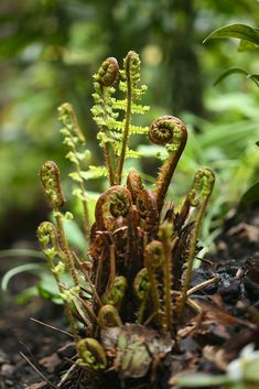 a plant that is growing out of the ground in some dirt and plants behind it