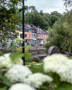 white flowers are in the foreground and houses on the other side, along with a bridge