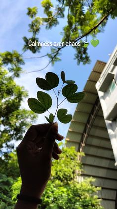 a person holding up a small green plant in front of a house with the words calmness over chaos on it