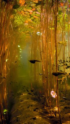 an underwater scene with reeds and water lilies in the foreground, surrounded by algae