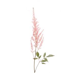 a pink flower with green leaves on a white background