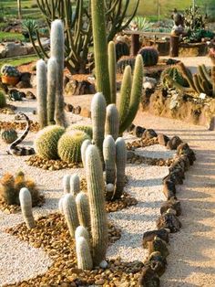 many cacti and other plants are in the desert like this one, along with gravel