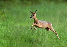 a small deer jumping in the air over tall grass and green grass with trees in the background