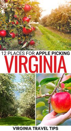 an apple picking guide for virginia with pictures of trees, grass and fruit in the background