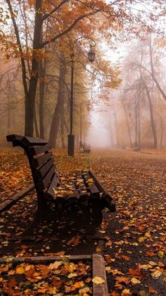 a park bench sitting in the middle of a forest filled with trees and fallen leaves