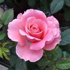 a pink rose with green leaves in the background