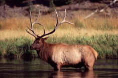 an elk is standing in the water near grass