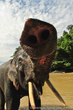 an elephant with long tusks is standing in the water and looking at the camera