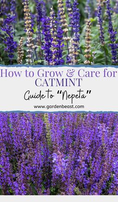 purple flowers with the words how to grow and care for catmint guide to meepa