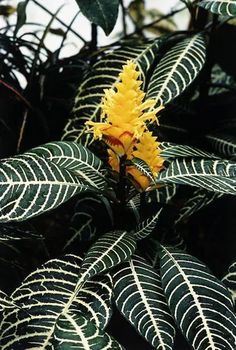 a yellow flower is in the middle of some green leaves