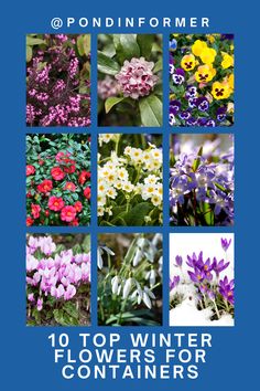 Article about the 10 best winter flowers for containers, perfect for your garden during winter. 

Winter flowers for containers, Best winter flowers, Container gardening in winter, Winter flowers