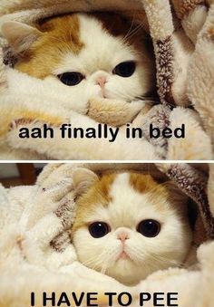 two pictures of a cat with the caption ah finally in bed i have to pee