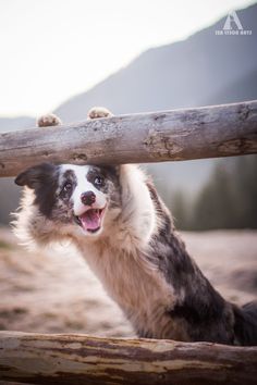 a black and white dog standing on its hind legs behind a wooden fence with mountains in the background