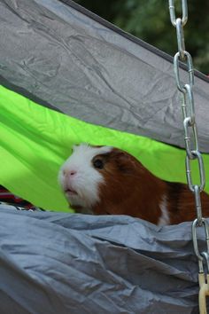 a brown and white guinea pig in a hammock