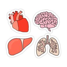 four different types of human organs sticker