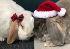 two rabbits wearing christmas hats and laying on the floor together, one is kissing the other