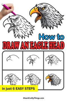 how to draw an eagle head in just 8 easy steps with pictures and instructions for beginners