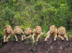 five lions sitting on top of a pile of dirt with the caption i am at home, fear is the strange here